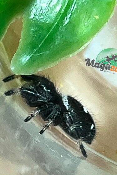 Magazoo Araignée sauteuse  / Phiddipus regius 'Dark Orange' Mâle