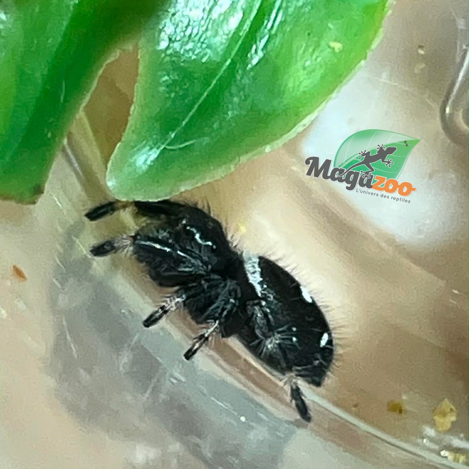 Magazoo Male Jumping spider / Phiddipus regius 'Dark Orange'