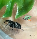 Magazoo Araignée sauteuse  / Phiddipus regius 'Dark Orange' Mâle