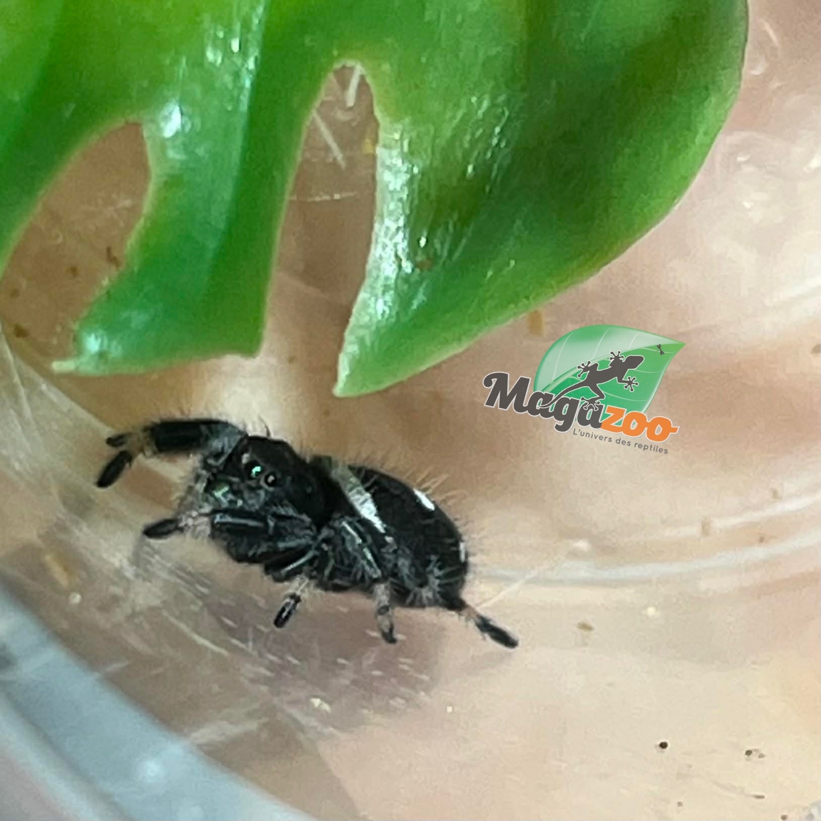 Magazoo Male Jumping spider / Phiddipus regius 'Dark Orange'