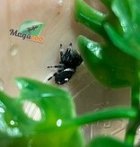 Magazoo Male Jumping spider / Phiddipus regius 'Dark Orange'