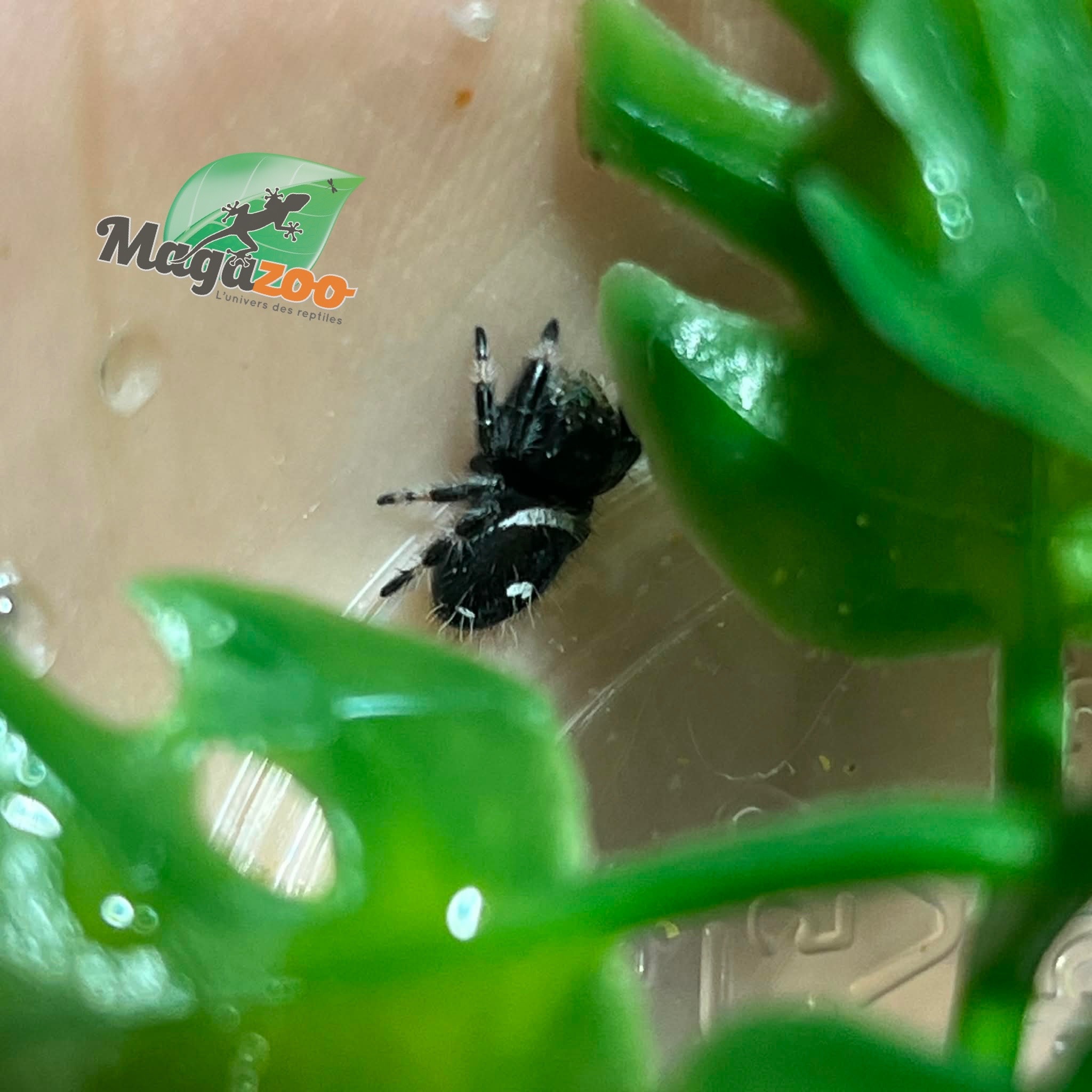 Magazoo Araignée sauteuse  / Phiddipus regius 'Dark Orange' Mâle