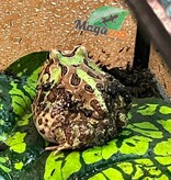 Magazoo Grenouille Cornue d'Argentine Camo (Pac Man)