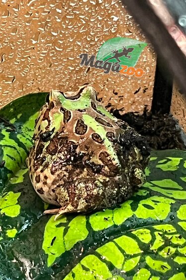 Magazoo Camo Green horned frog (PacMan)