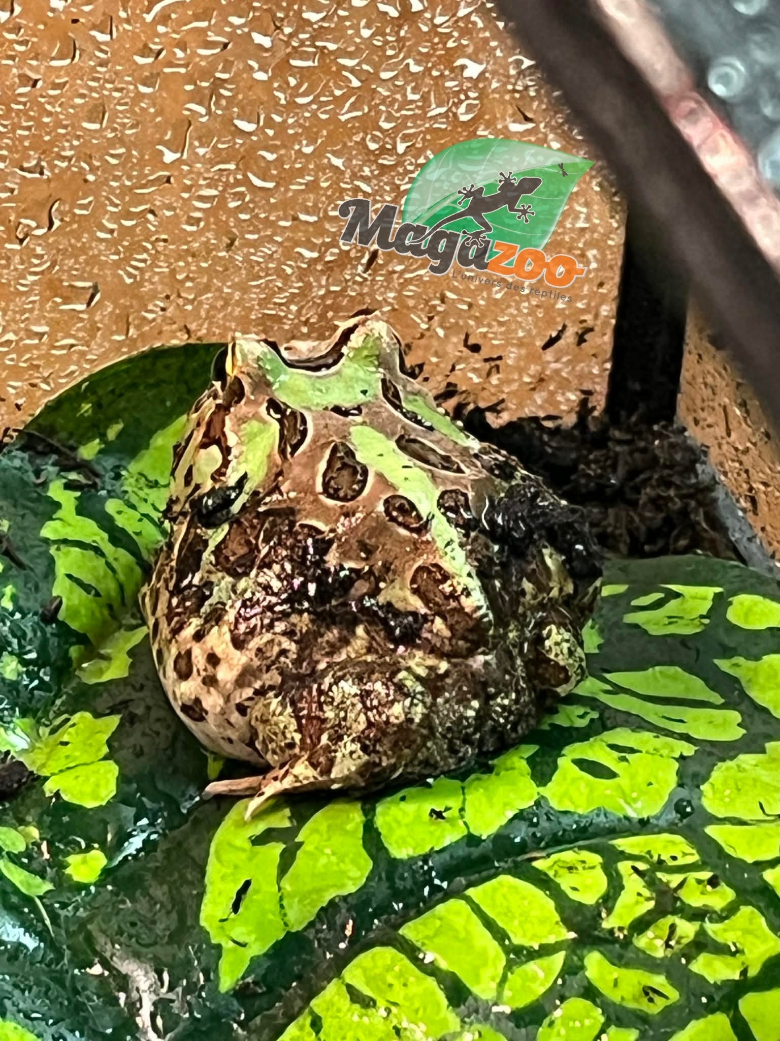 Magazoo Camo Green horned frog (PacMan)