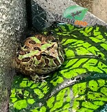 Magazoo Camo Green horned frog (PacMan)
