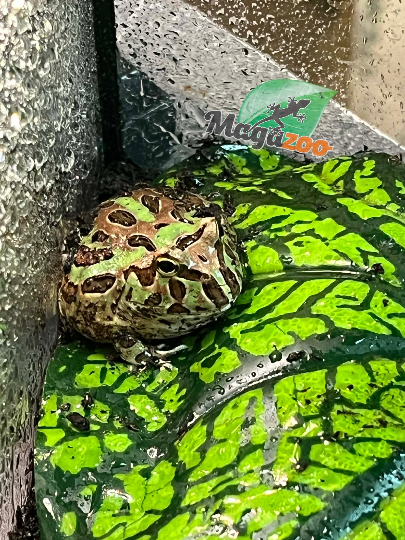 Magazoo Camo Green horned frog (PacMan)