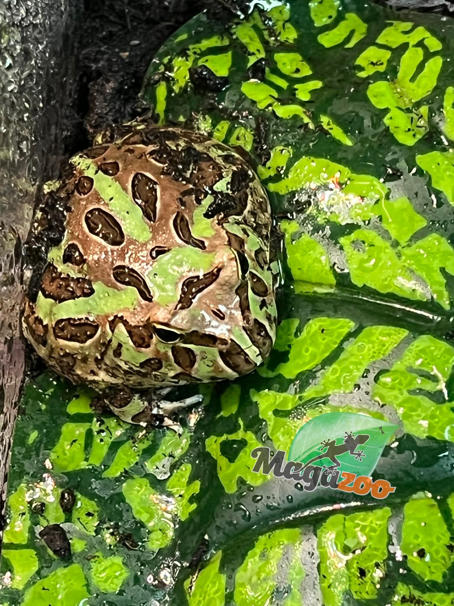 Magazoo Grenouille Cornue d'Argentine Camo (Pac Man)