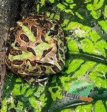 Magazoo Camo Green horned frog (PacMan)