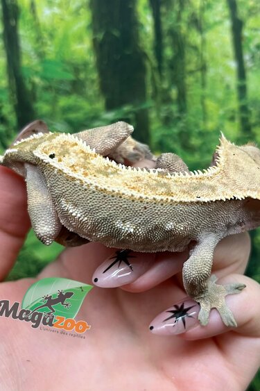 Magazoo Female Crested Gecko (3+ years old) No tail / 2nd chance - Adoption