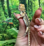 Magazoo Baby Male Leatherback Bearded Dragon #1