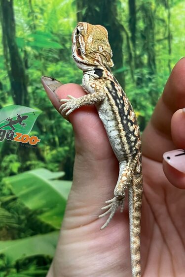 Magazoo Dragon barbu Leatherback  Mâle Bébé #1