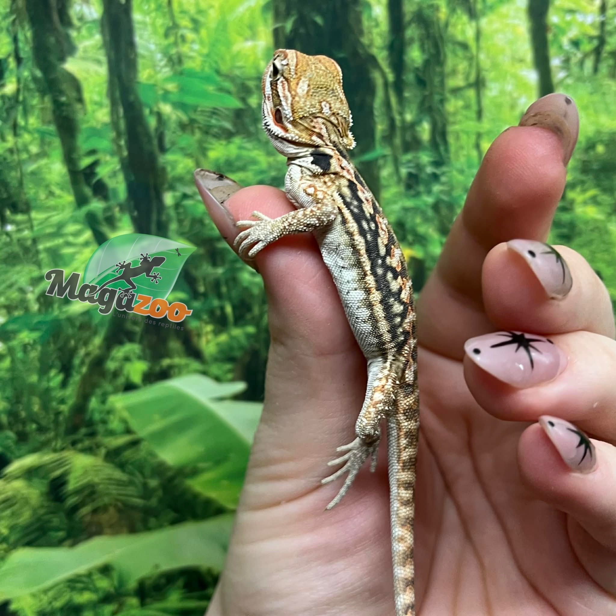 Magazoo Dragon barbu Leatherback  Mâle Bébé #1