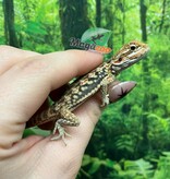Magazoo Baby Male Leatherback Bearded Dragon #1