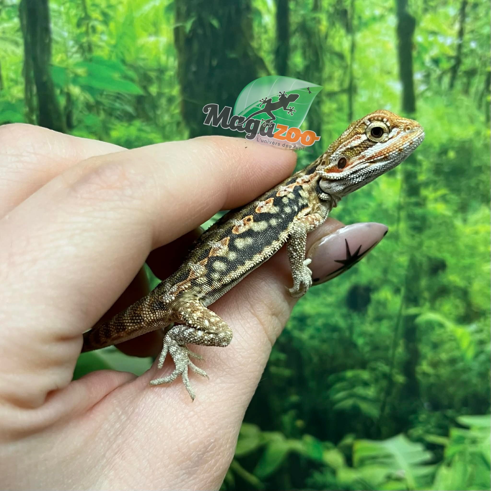 Magazoo Baby Male Leatherback Bearded Dragon #1