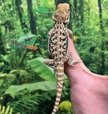 Magazoo Dragon barbu Leatherback  Mâle Bébé #1