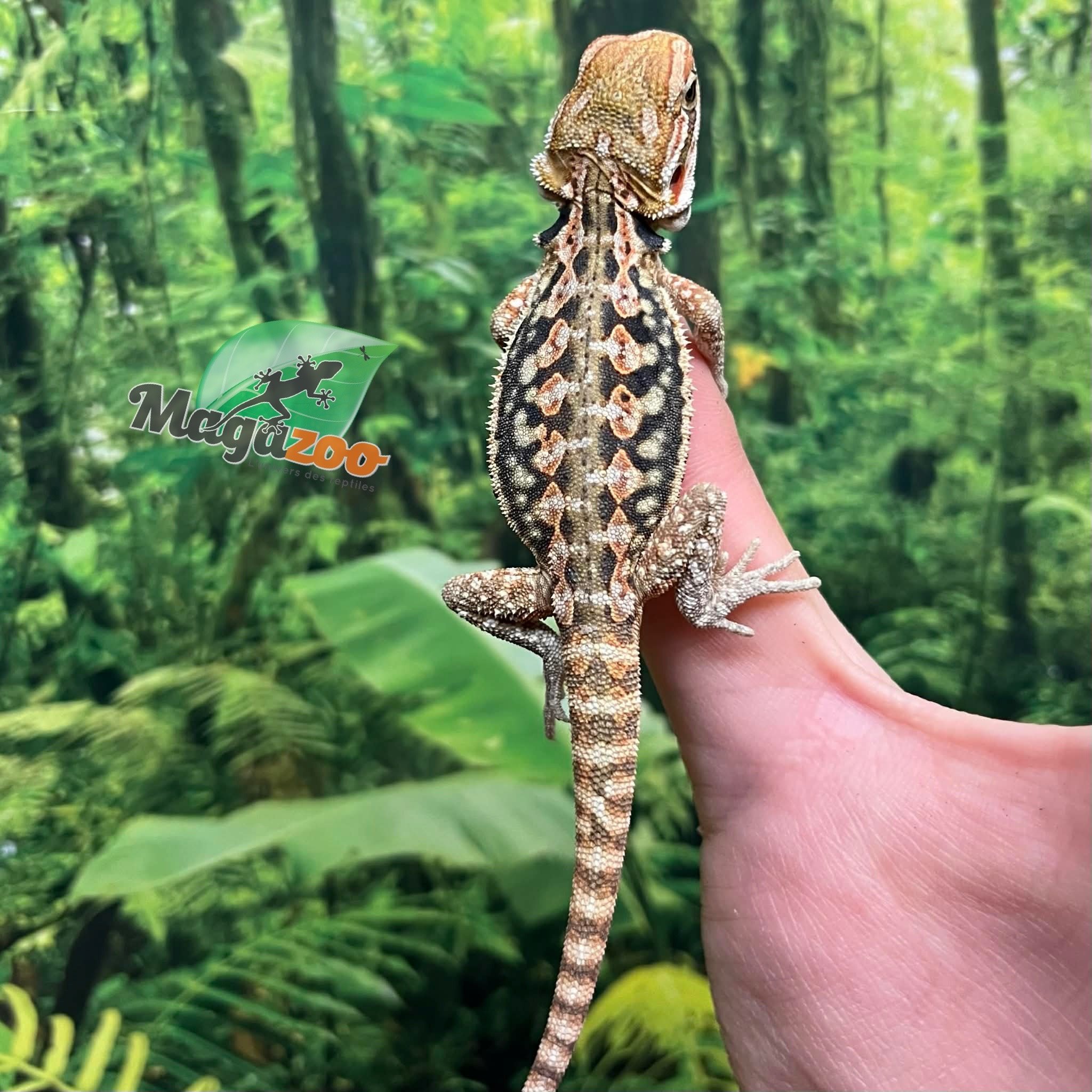 Magazoo Dragon barbu Leatherback  Mâle Bébé #1