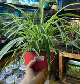 Magazoo Plante araignée Chlorophytum Comosum 'Variegata' (Très Grand)