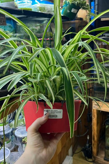 Magazoo Spider plant Chlorophytum comosum 'Variegata' (Very Large)