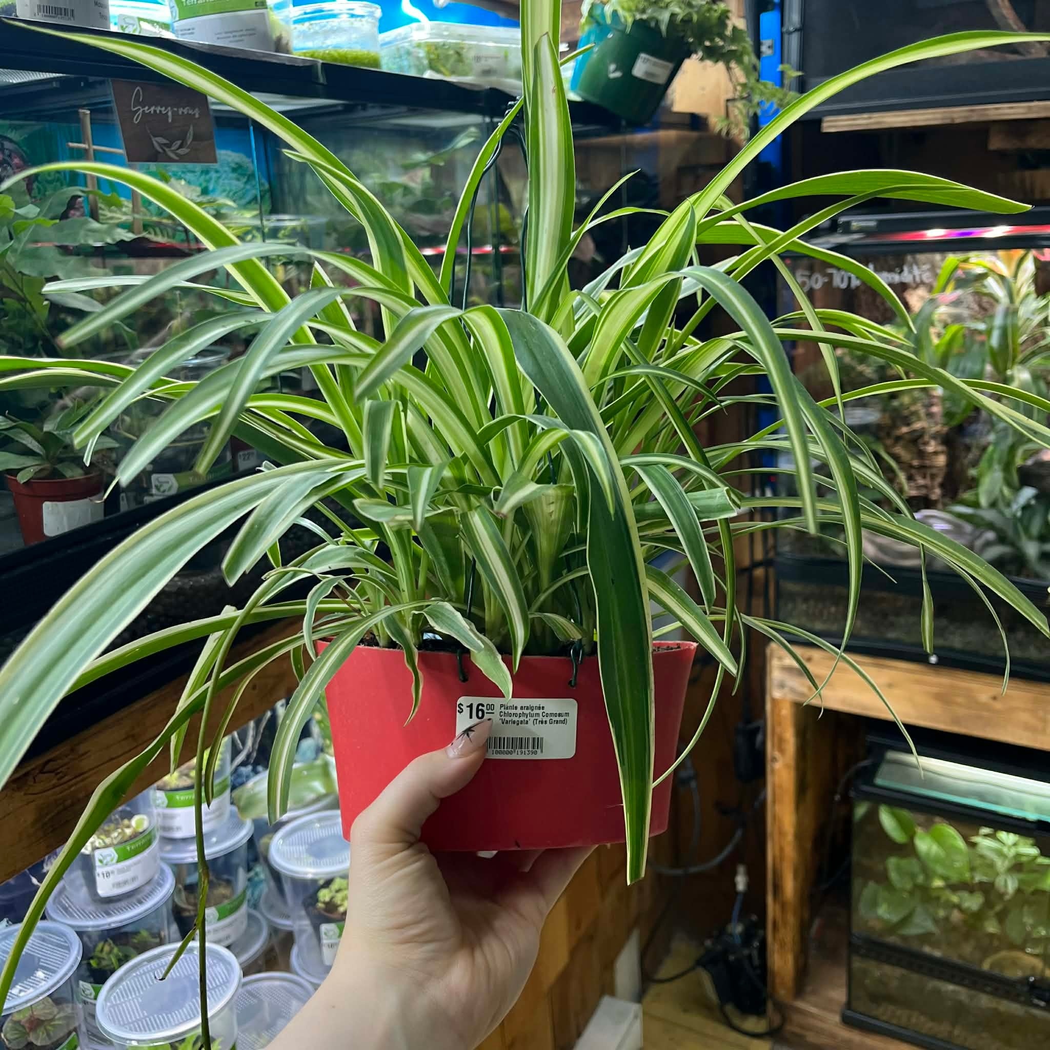 Magazoo Spider plant Chlorophytum comosum 'Variegata' (Very Large)