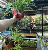 Magazoo Spider plant Chlorophytum comosum 'Variegata' (Very Large)