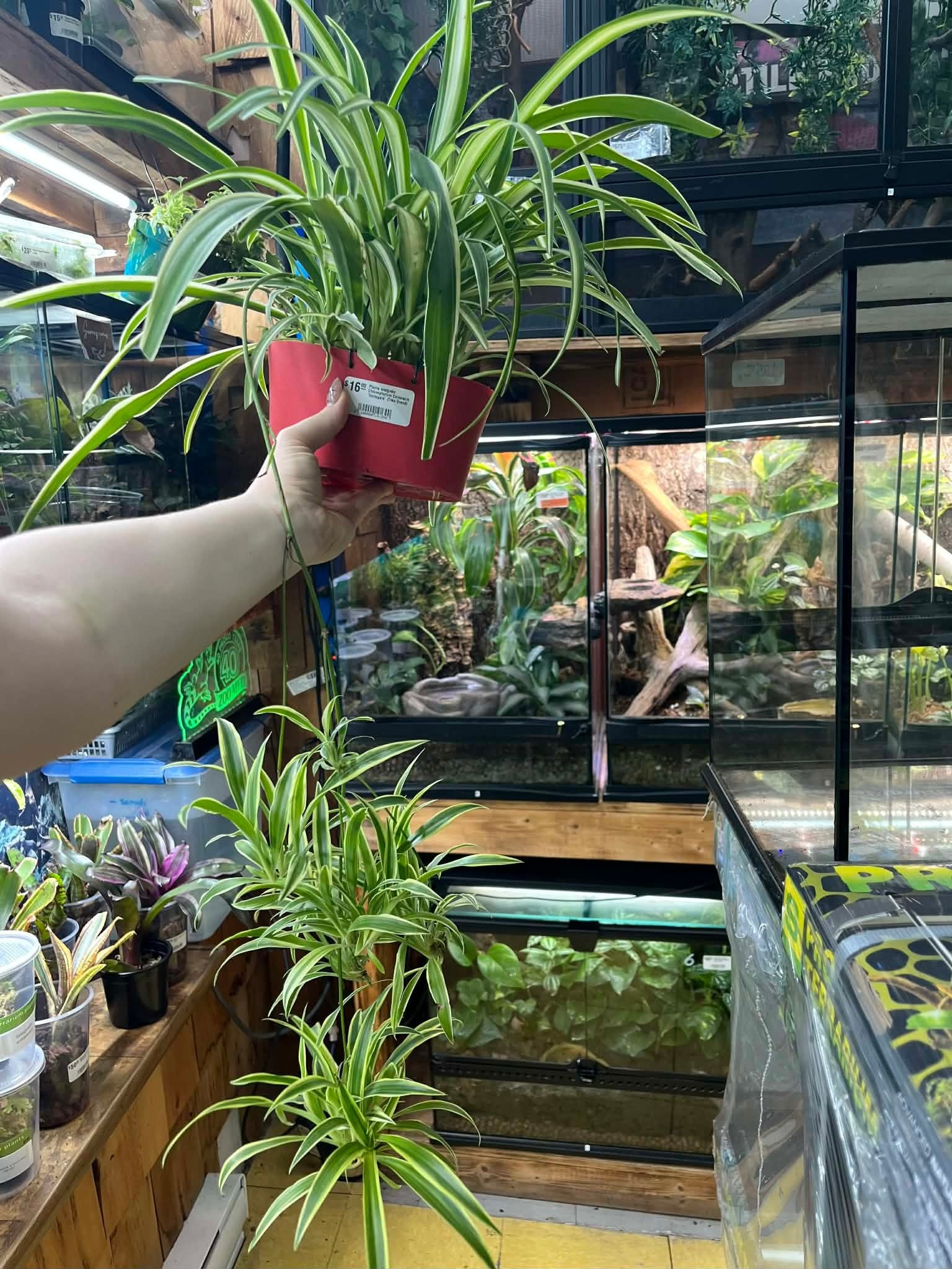 Magazoo Plante araignée Chlorophytum Comosum 'Variegata' (Très Grand)