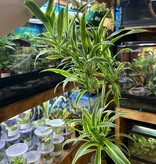 Magazoo Spider plant Chlorophytum comosum 'Variegata' (Very Large)