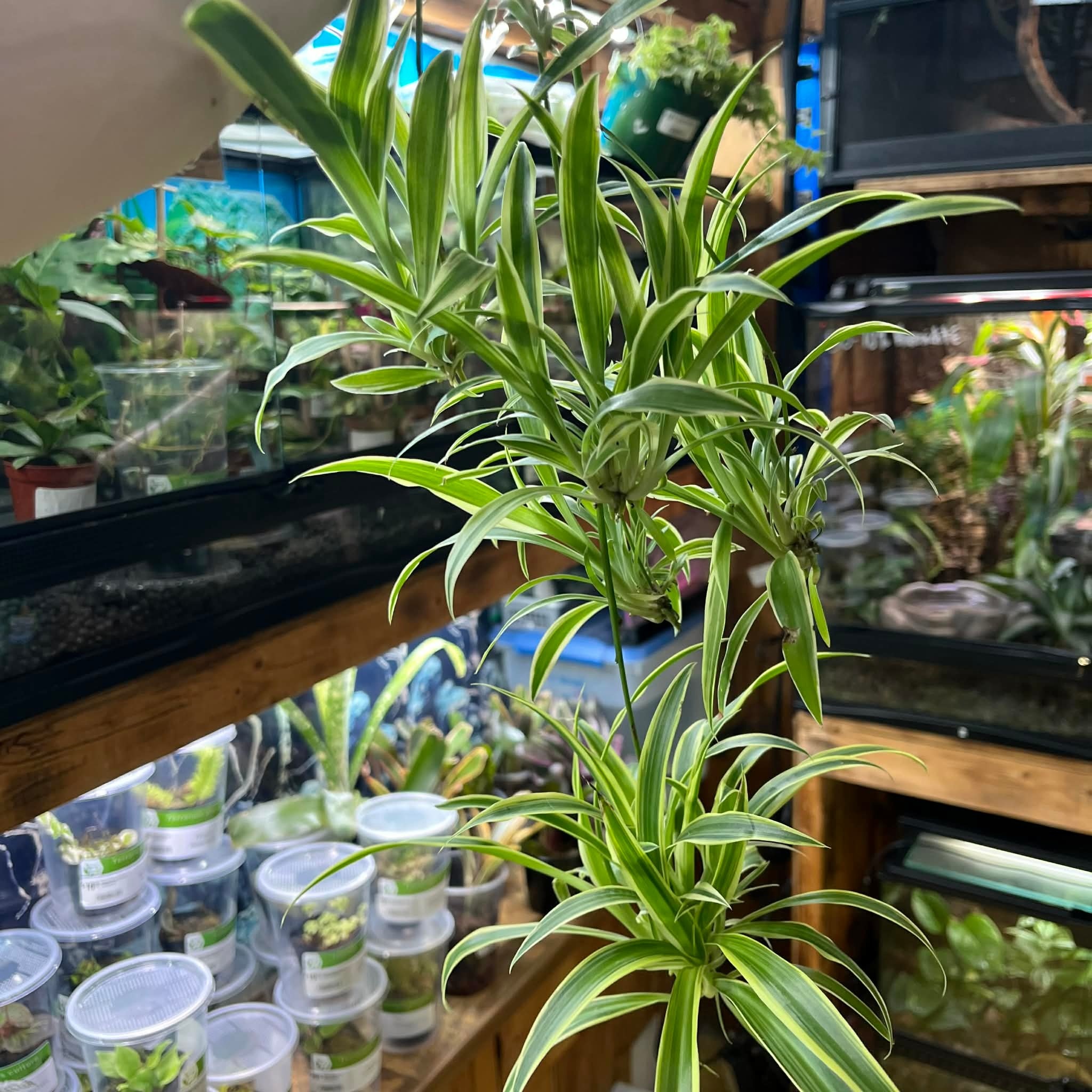 Magazoo Plante araignée Chlorophytum Comosum 'Variegata' (Très Grand)