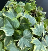 Magazoo Plante Lierre Anglais (English Ivy) Hedera helix
