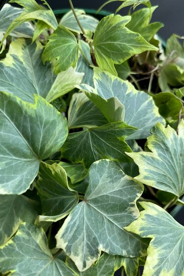 Magazoo English Ivy (Hedera helix)