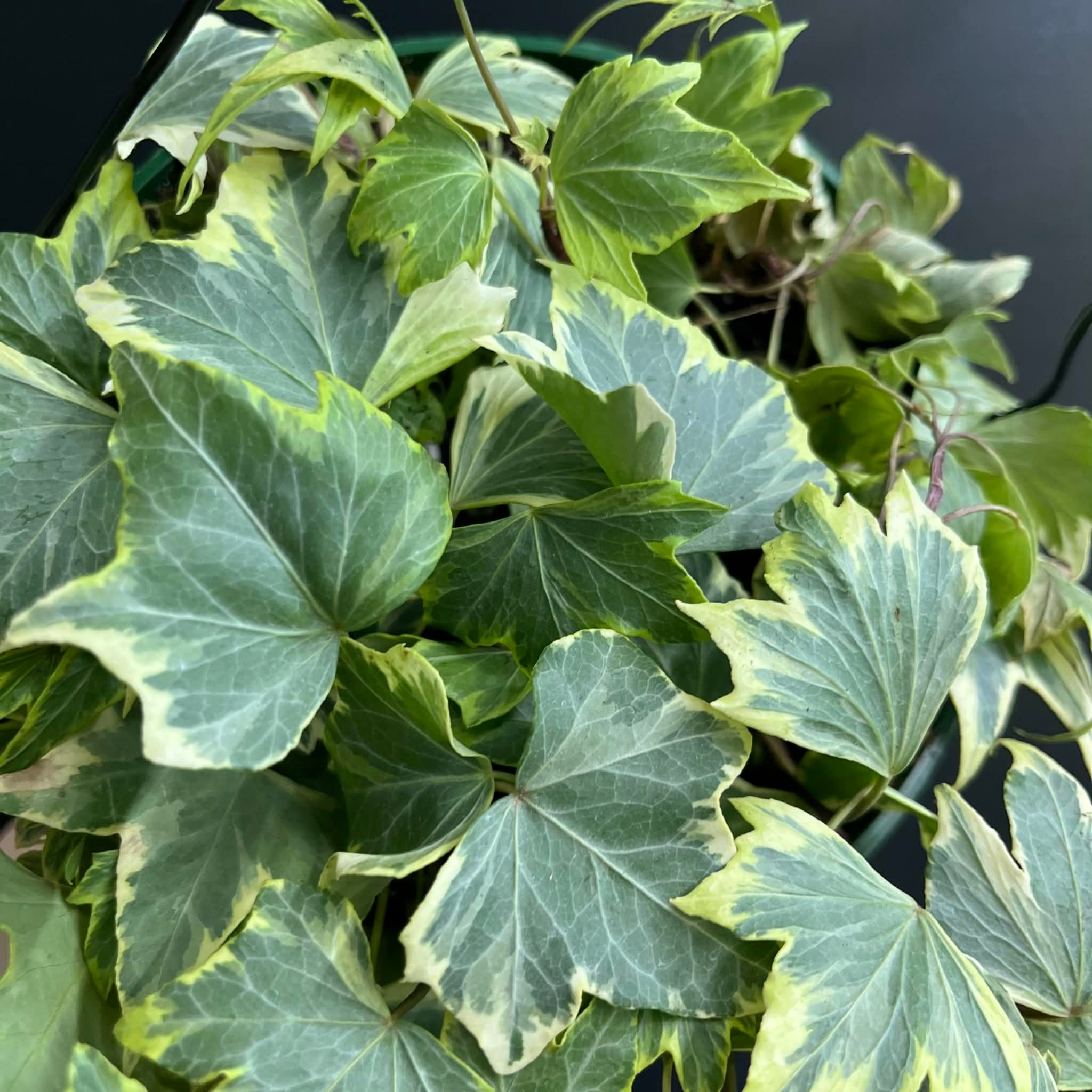 Magazoo English Ivy (Hedera helix)