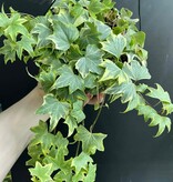 Magazoo Plante Lierre Anglais (English Ivy) Hedera helix