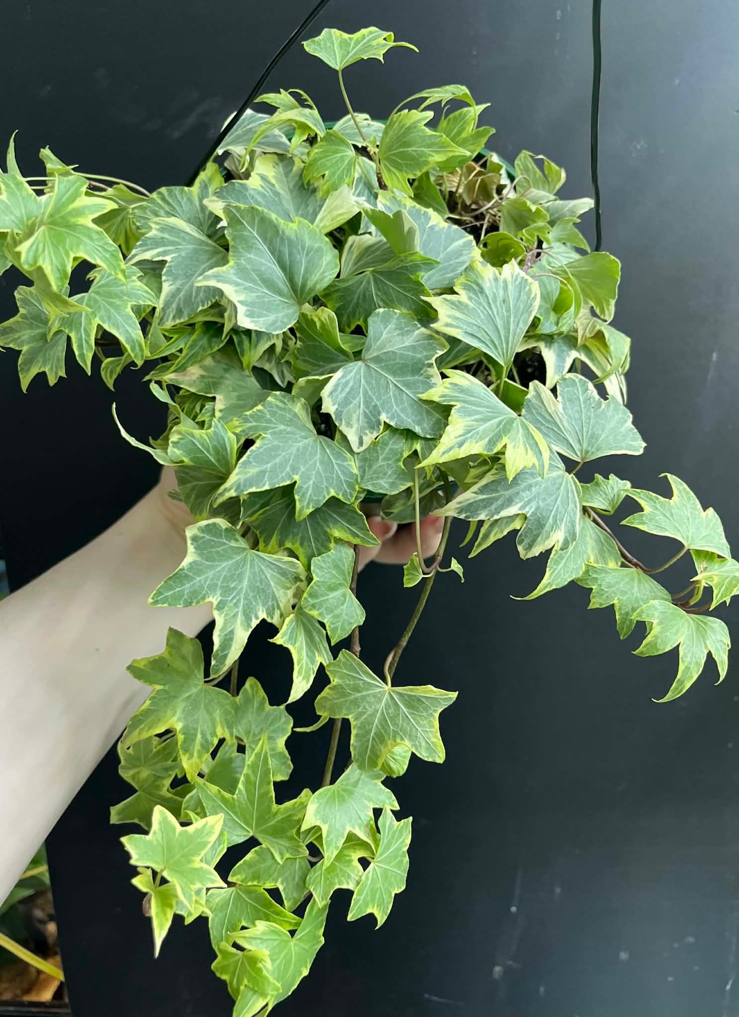 Magazoo Plante Lierre Anglais (English Ivy) Hedera helix