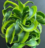 Magazoo Dracaena 'Yellow Tornado' plant (6'' pot)