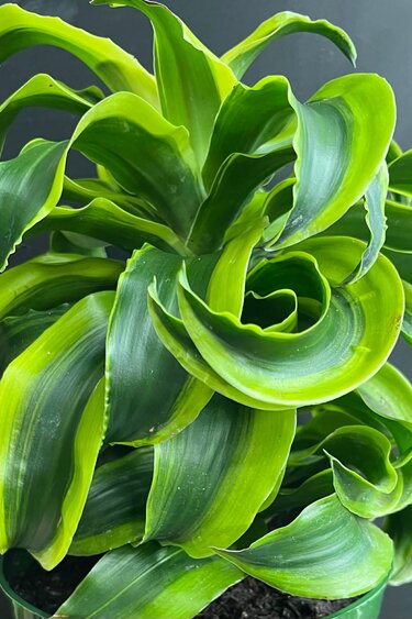 Magazoo Dracaena 'Yellow Tornado' plant (6'' pot)