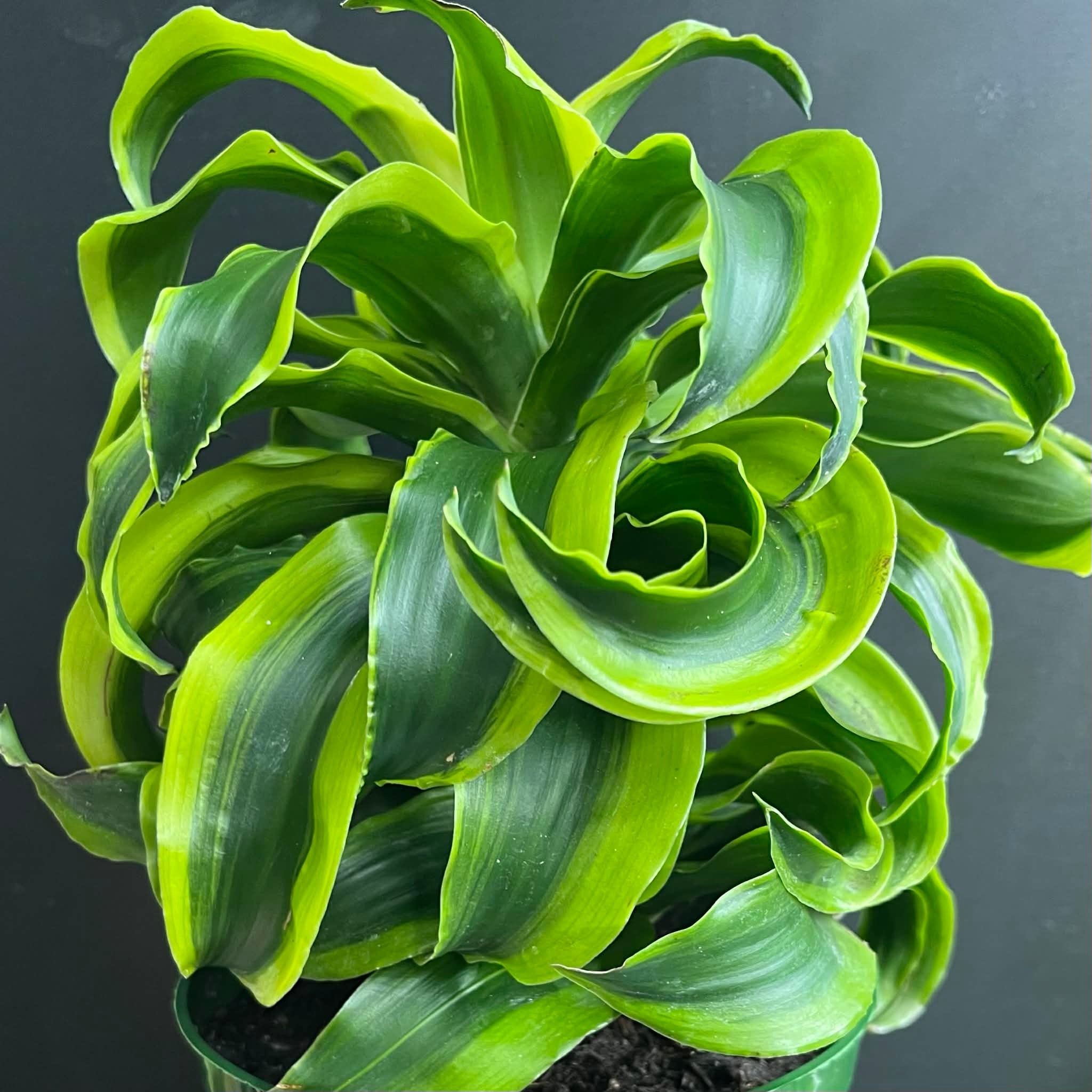 Magazoo Plante Dracaena 'Yellow Tornado' (pot 6'')