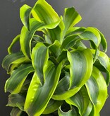 Magazoo Plante Dracaena 'Yellow Tornado' (pot 6'')