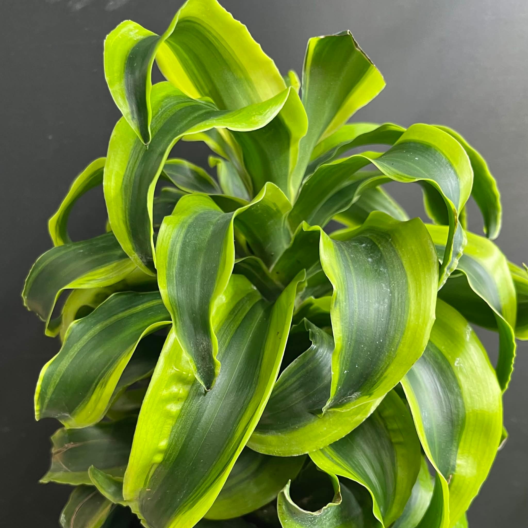 Magazoo Plante Dracaena 'Yellow Tornado' (pot 6'')