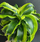 Magazoo Dracaena 'Yellow Tornado' plant (6'' pot)