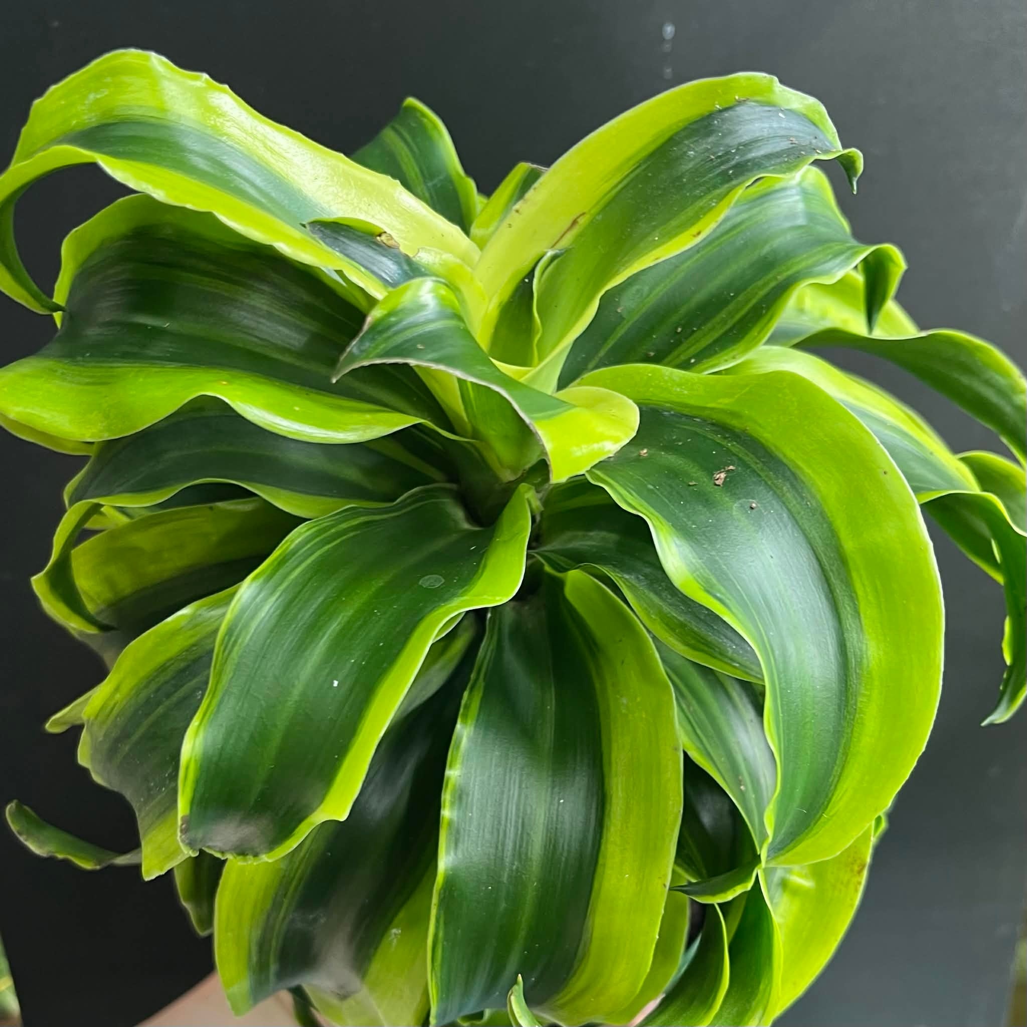 Magazoo Dracaena 'Yellow Tornado' plant (6'' pot)