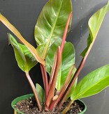 Magazoo Philodendron 'Prince of Orange' Plant, 6" Pot