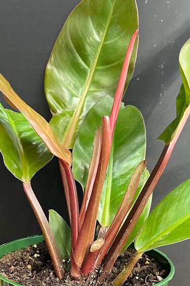 Magazoo Philodendron 'Prince of Orange' Plant, 6" Pot