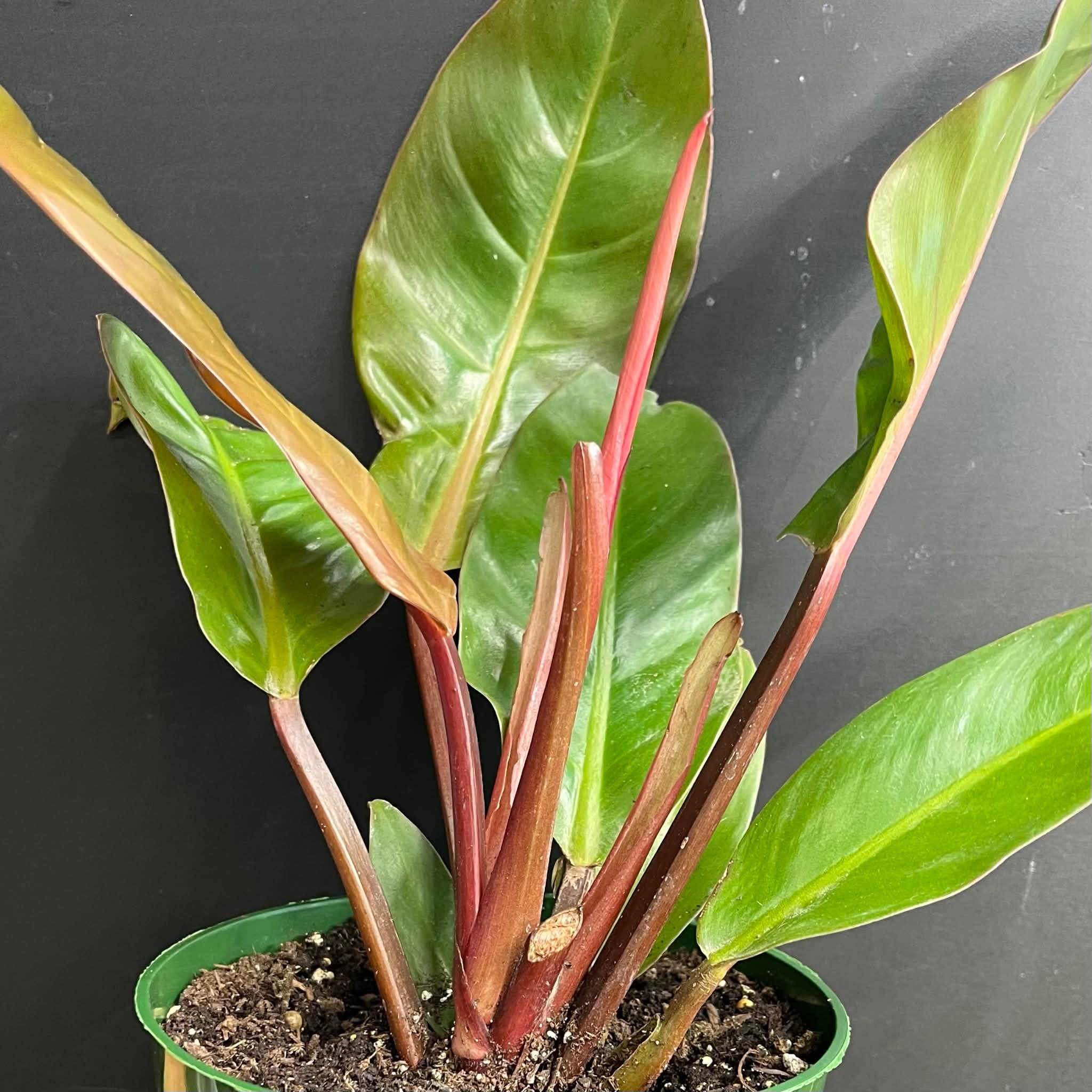 Magazoo Philodendron 'Prince of Orange' Plant, 6" Pot