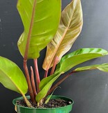 Magazoo Philodendron 'Prince of Orange' Plant, 6" Pot