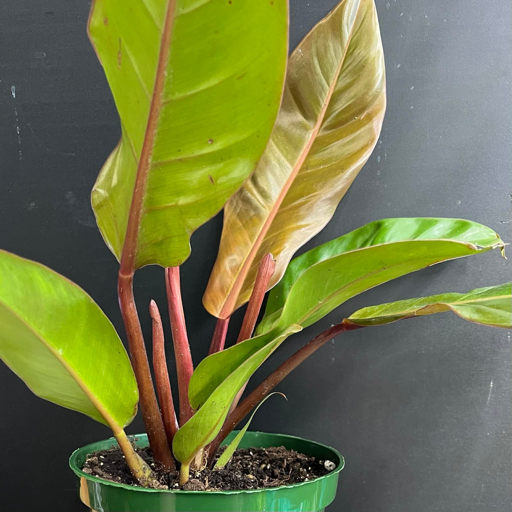 Magazoo Philodendron 'Prince of Orange' Plant, 6" Pot