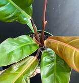 Magazoo Plante Philodendron 'Prince of Orange' Pot 6''