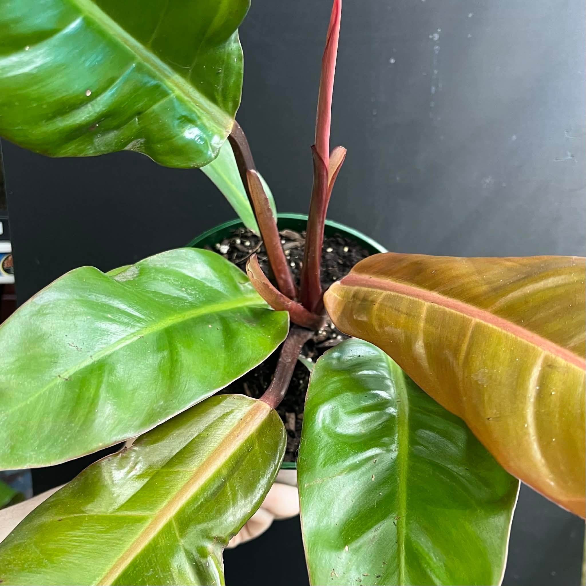 Magazoo Plante Philodendron 'Prince of Orange' Pot 6''