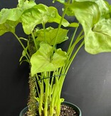 Magazoo Plante Syngonium podophyllum (Pot 5'')