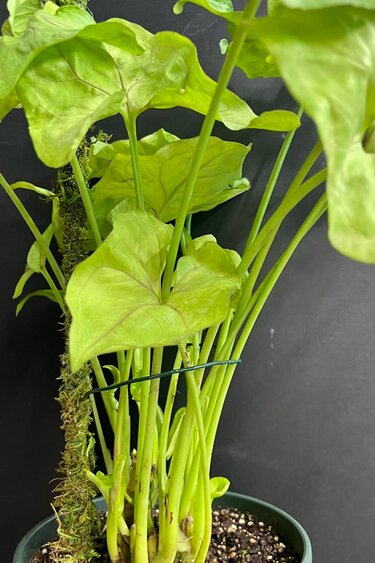 Magazoo Plante Syngonium podophyllum (Pot 5'')