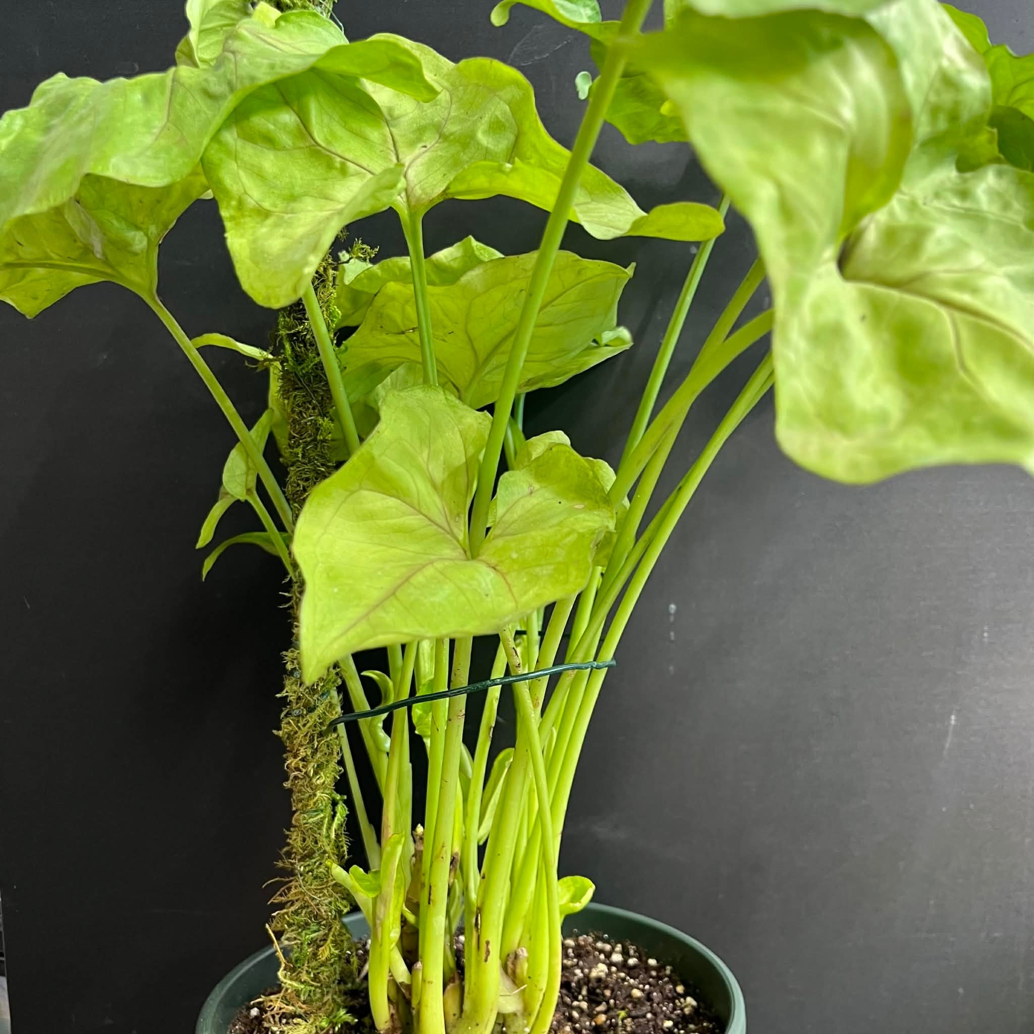 Magazoo Plante Syngonium podophyllum (Pot 5'')